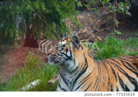 Close-up of a young striped tiger lying on the grass looking out for its prey. Close-up of a young striped tiger lying on the grass looking out for its prey. 77335019