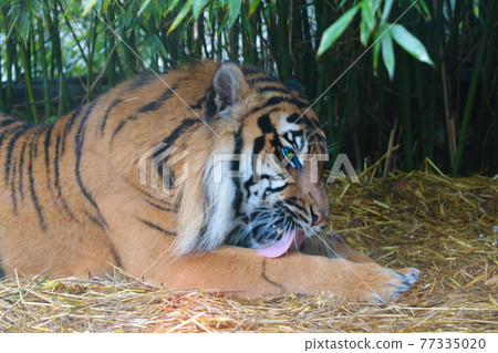 A beautiful adult tiger is washed in the park. 77335020