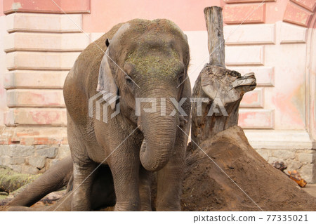 Close-up on an adult elephant in the park. Close-up on an adult elephant in the park. 77335021