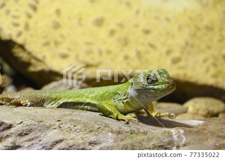 Close-up on a green lizard on a stone. Close-up on a green lizard on a stone. 77335022