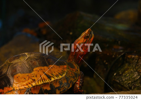 Beautiful bright turtle close-up near the water. Beautiful bright turtle close-up near the water. 77335024