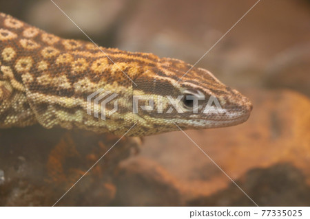 Beautiful gray lizard close-up in the park. Beautiful gray lizard close-up in the park. 77335025