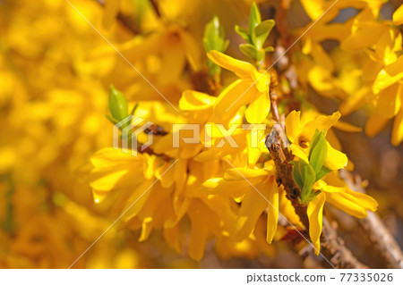Blooming forsythia in spring in the park. Bright yellow, trend of 2021. A fragrant smell comes from the flowering bushes in the garden in spring. Blooming forsythia in spring in the park. Bright yellow, trend of 2021. A fragrant smell comes from the flowering bushes in the garden in spring. 77335026