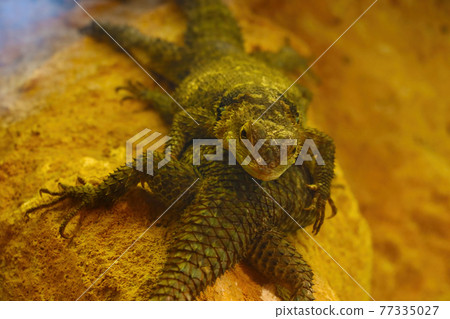 Close up of a blue spiny lizard. Close up of a blue spiny lizard. 77335027