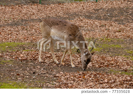 A sika deer walks in the forest looking for food. A sika deer walks in the forest looking for food. 77335028