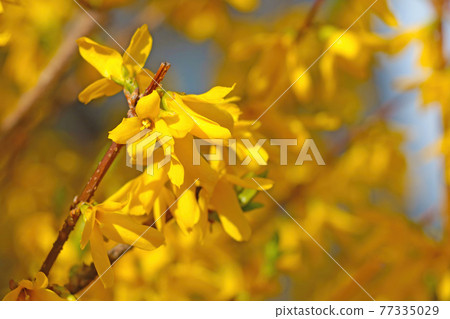 Blooming forsythia in spring in the park. Bright yellow, trend of 2021. A fragrant smell comes from the flowering bushes in the garden in spring. Blooming forsythia in spring in the park. Bright yellow, trend of 2021. A fragrant smell comes from the flowering bushes in the garden in spring. 77335029