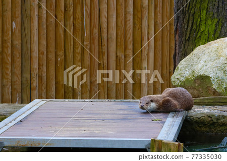 A wet otter lies near the water. Swims well. A wet otter lies near the water. Swims well. 77335030