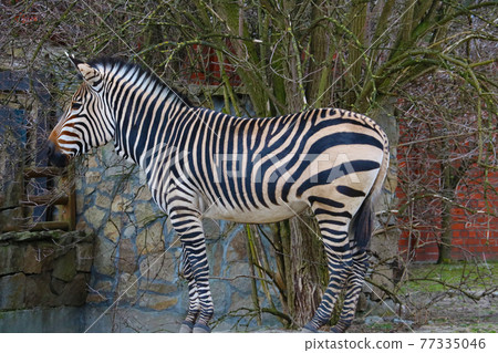 Close-up on a zebra in the park. Zebras live in small groups consisting of females with cubs and one stallion. 77335046