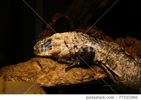 Bakers spinytail iguana, only species of iguana and one of only two species of lizard to exclusively inhabit brackish mangrove swamps. 77335066