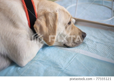 Yellow Labrador Retriever poses prone in the bathroom Yellow Labrador Retriever poses prone in the bathroom 77335121