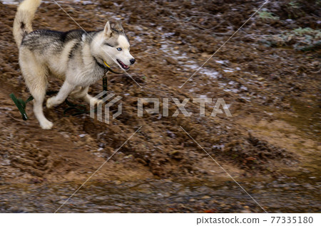 Husky walk and jog in the autumn forest, free and happy pet. Husky walk and jog in the autumn forest, free and happy pet. 77335180