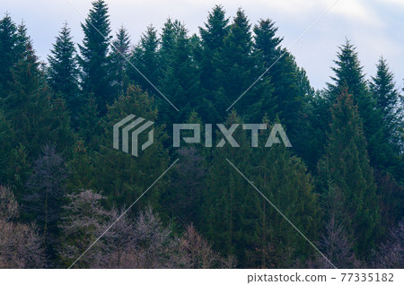 Forest and all the beauty of the morning frost in early winter, autumn frosts on the grass and trees. Forest and all the beauty of the morning frost in early winter, autumn frosts on the grass and trees. 77335182