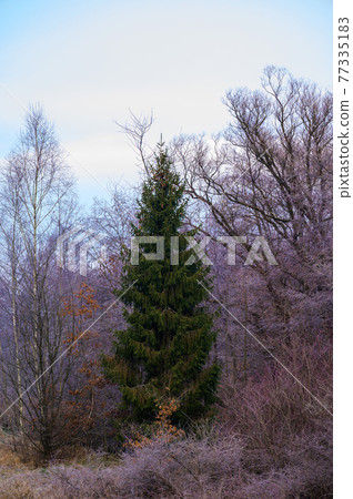 Forest and all the beauty of the morning frost in early winter, autumn frosts on the grass and trees. Forest and all the beauty of the morning frost in early winter, autumn frosts on the grass and trees. 77335183