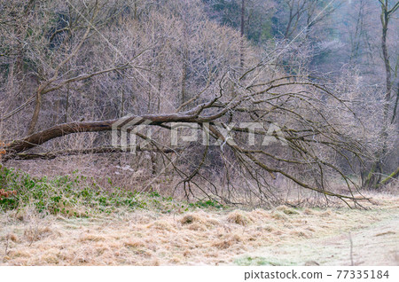 Forest and all the beauty of the morning frost in early winter, autumn frosts on the grass and trees. Forest and all the beauty of the morning frost in early winter, autumn frosts on the grass and trees. 77335184