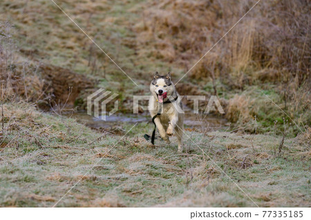 Husky walk and jog in the autumn forest, free and happy pet. Husky walk and jog in the autumn forest, free and happy pet. 77335185