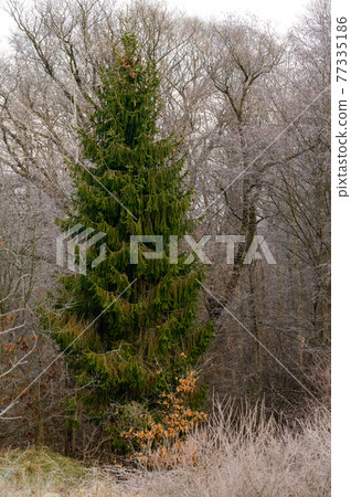 Forest and all the beauty of the morning frost in early winter, autumn frosts on the grass and trees. Forest and all the beauty of the morning frost in early winter, autumn frosts on the grass and trees. 77335186