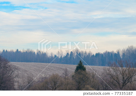 Forest and all the beauty of the morning frost in early winter, autumn frosts on the grass and trees. 77335187