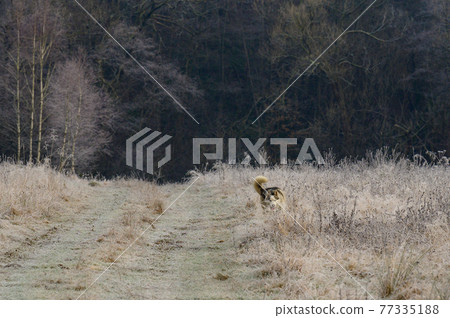 Husky walk and jog in the autumn forest, free and happy pet. Husky walk and jog in the autumn forest, free and happy pet. 77335188