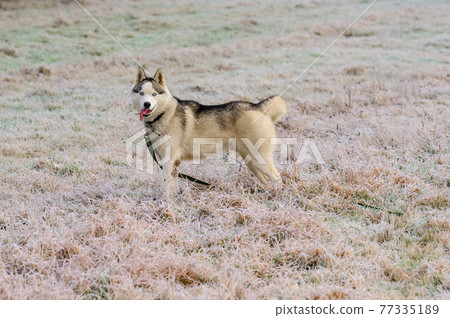 Husky walk and jog in the autumn forest, free and happy pet. Husky walk and jog in the autumn forest, free and happy pet. 77335189
