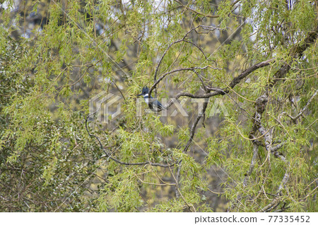 Crested Kingfisher in Canada stays on a branch Westbank-Bar British Columbia Canada Crested Kingfisher in Canada stays on a branch Westbank-Bar British Columbia Canada 77335452