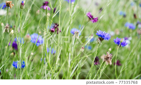 Summer Cornflower Centaurea Cyanus Blue flower web banner. Blooming colorful cornflowers. Glade of cornflowers, macro of cornflower field Summer Cornflower Centaurea Cyanus Blue flower web banner. Blooming colorful cornflowers. Glade of cornflowers, macro of cornflower field 77335768
