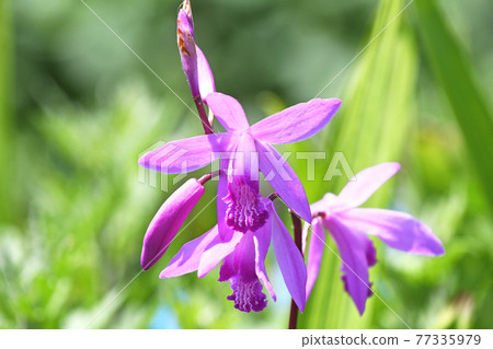 Silane (purple orchid) 77335979