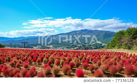 Hiruga's Picnic Garden Kokia 盛開 <岐阜縣郡上市> Hiruga's Picnic Garden Kokia 盛開 <岐阜縣郡上市> 77336129