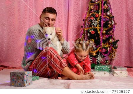 Dad with daughter and husky puppy sitting by the Christmas tree, dad and daughter in pajamas. 77336197