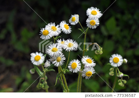 Haruzion (Haru Shion) 77336587