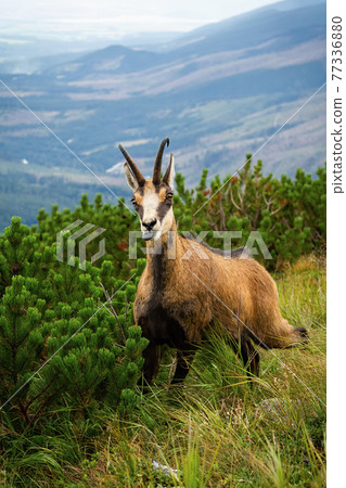 Tatra chamois with tongue out next to dwarf pine in summer Tatra chamois with tongue out next to dwarf pine in summer 77336880