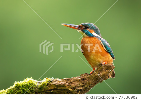 Common kingfisher looking on tree with space for text 77336902