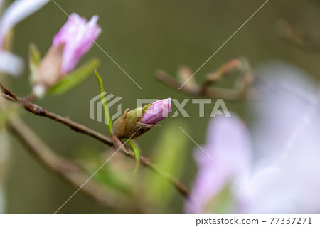 Prefectural designated natural monument Magnolia stellata at the Magnolia stellata community in Kawashima Town, Yokkaichi City, Mie Prefecture 77337271