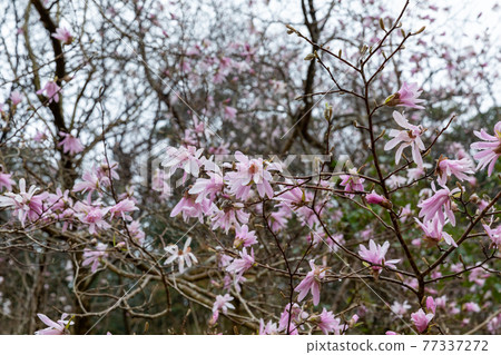 三重縣四日市市川島町玉蘭社區的縣指定天然紀念物玉蘭 77337272