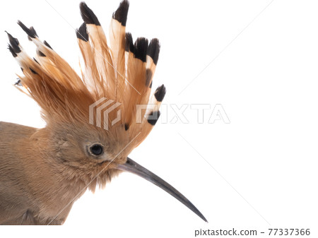 hoopoe bird isolated 77337366