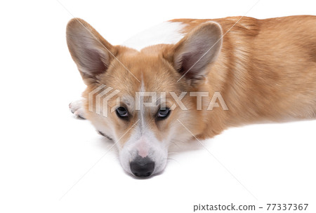 corgi welsh pembroke dog isolated corgi welsh pembroke dog isolated 77337367