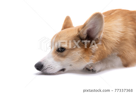 corgi welsh pembroke dog isolated corgi welsh pembroke dog isolated 77337368