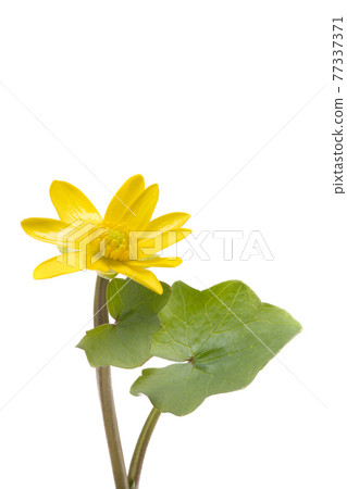 yellow primrose flower isolated 77337371