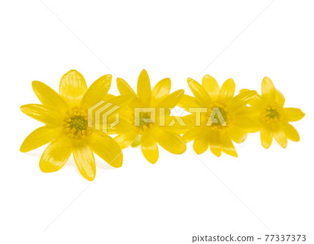 yellow primrose flower isolated 77337373
