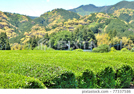 靜岡市松野茶園的風景 靜岡市松野茶園的風景 77337586