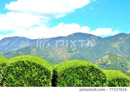 Scenery of tea plantation in Matsuno, Shizuoka City Scenery of tea plantation in Matsuno, Shizuoka City 77337616