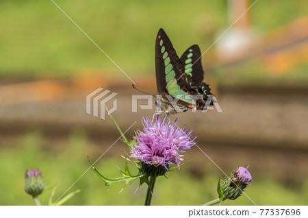 Bluebottle Butterfly 2021 Bluebottle Butterfly 2021 77337696
