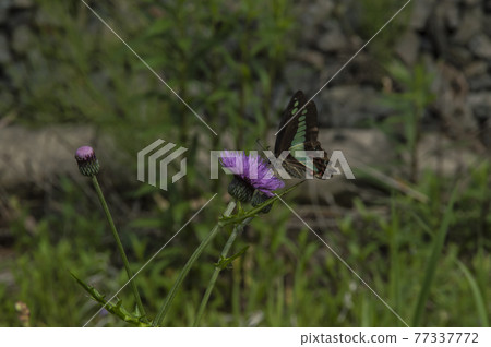 Bluebottle Butterfly 2021 77337772