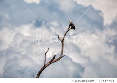 African Fish Eagle Ethiopia Africa wildlife African Fish Eagle Ethiopia Africa wildlife 77337794