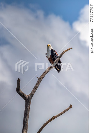 African Fish Eagle Ethiopia Africa wildlife 77337797