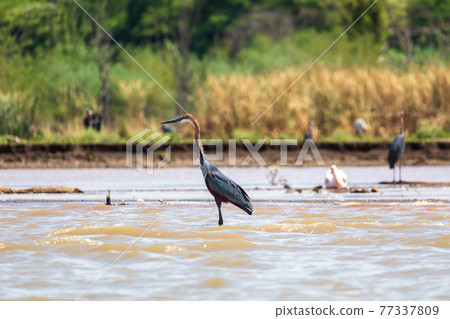 Heron, Ardea Goliath Lake Chamo, Ethiopia, Africa 77337809