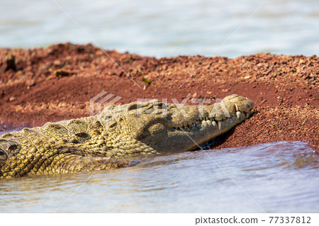 big nile crocodile, Chamo lake Falls Ethiopia 77337812