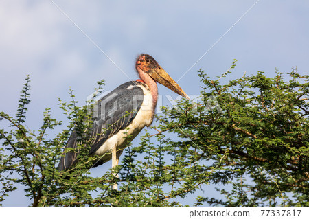 The marabou stork on nest Ethiopia Africa wildlife 77337817