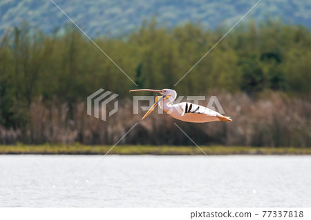 Great White Pelicans, Ethiopia, Africa wildlife Great White Pelicans, Ethiopia, Africa wildlife 77337818