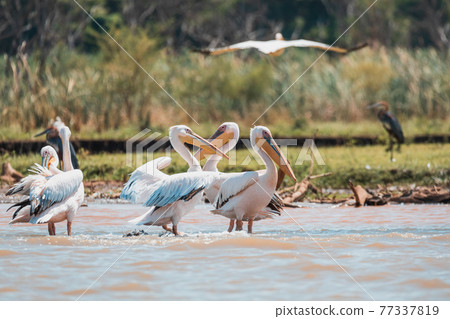 Great White Pelicans, Ethiopia, Africa wildlife Great White Pelicans, Ethiopia, Africa wildlife 77337819