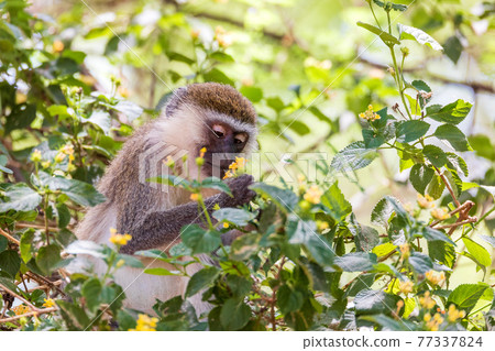 Vervet monkey in Lake Chamo, Ethiopia 77337824
